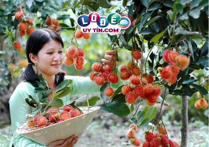 Mơ thấy trái cây, hoa quả có phải điềm tốt? Đánh con gì đẹp