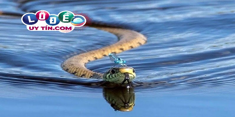 Nằm mơ thấy rắn đuổi đánh con gì, là điềm tốt hay xấu?