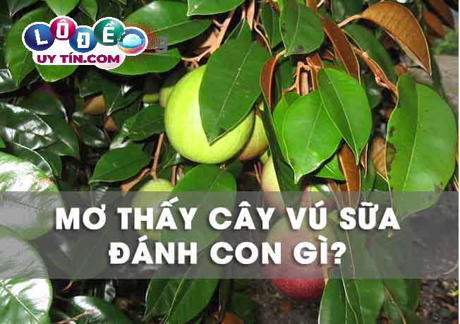 Giải mã nằm mơ thấy cây vú sữa điềm gì, đánh con gì?