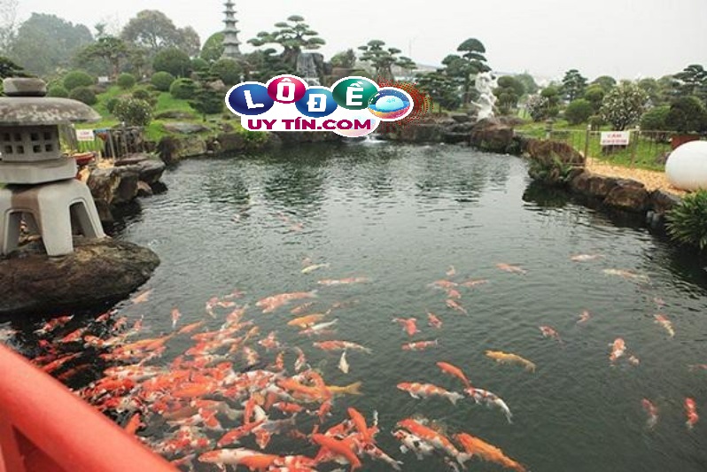 Giải mã mơ thấy cá bơi trong nước đánh con gì