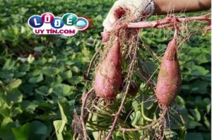 Nằm mơ thấy khoai lang có phải điểm tốt? Đánh con gì đẹp