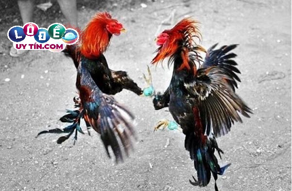 Mơ thấy gà đá nhau đánh con gì dễ ăn nhất? Là điềm báo gì?