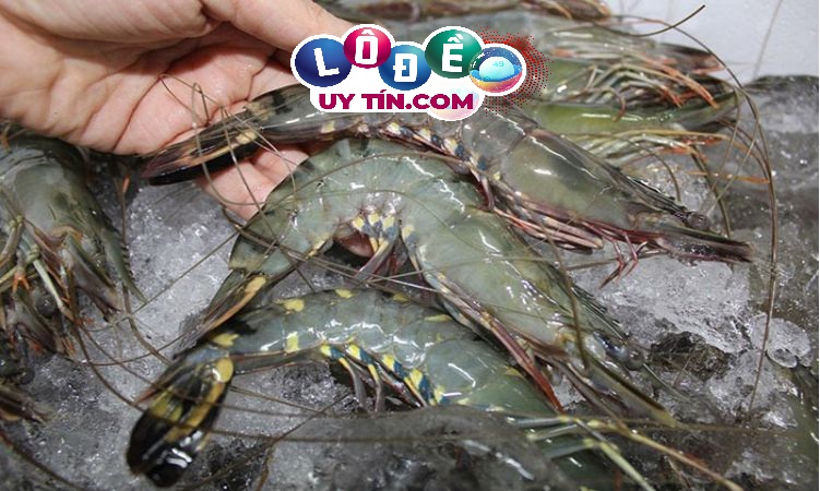 Mơ thấy con tôm đánh lô đề con gì dễ trúng, là điềm gì?