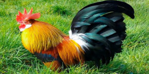 Mơ thấy gà, giấc mơ thấy con gà thì đánh lô đề số gì?